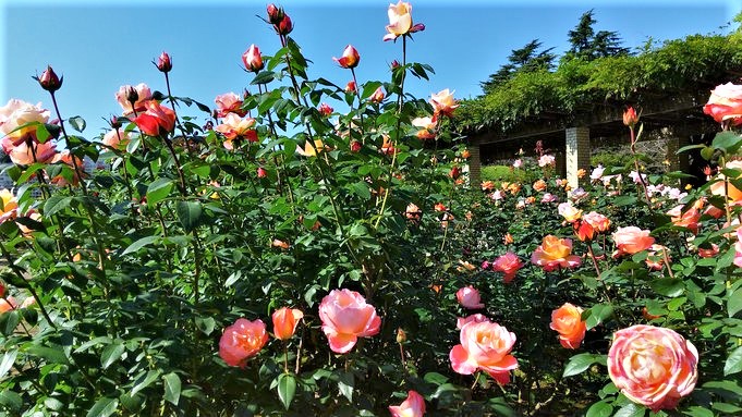 11 2 火 の ゆうがた５ は 秋バラ 神代植物公園 Par北山裕子 調布fm